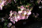Landhaus Ettenbühl rose photo
