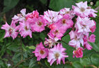 Étoile Luisante rose photo