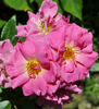 Étoile Luisante rose photo