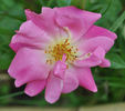 Étoile Luisante rose photo