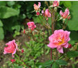 Étoile Luisante rose photo