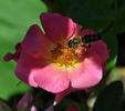 Étoile Luisante rose photo
