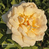 Crown of Gold rose photo