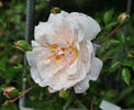 Elisa Robichon rose photo