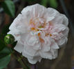 Elisa Robichon rose photo
