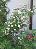 Elisa Robichon rose photo