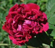 Madame Petit rose photo
