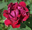 Madame Petit rose photo
