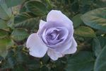 Blue Bayou rose photo