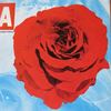 Epoca rose photo