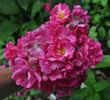 Maréchal Foch rose photo