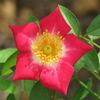 Peggy T ™ rose photo