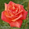 Liverpool Remembers rose photo