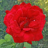 Bravo rose photo