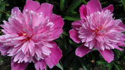 Madame Furtado peony photo
