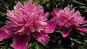 Madame Furtado peony photo