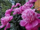 Madame Furtado peony photo
