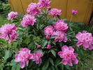 Madame Furtado peony photo