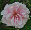 Graf Fritz von Hochberg rose photo