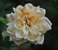 Mademoiselle Hélène Cambier rose photo