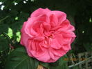 Titian, Cl. rose photo