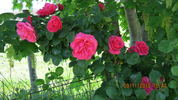 Titian, Cl. rose photo