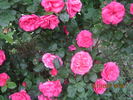 Titian, Cl. rose photo