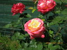 Rae Dungan rose photo