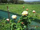 Rae Dungan rose photo