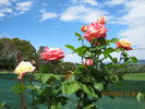 Rae Dungan rose photo