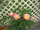 Rae Dungan rose photo