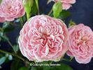 Alisha rose photo