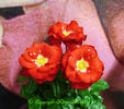 Ladybug rose photo