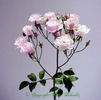 Elizabeth Navarro ™ rose photo