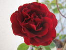 Isabel Renaissance rose photo