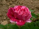 Madame d'Hébray rose photo