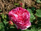 Madame d'Hébray rose photo