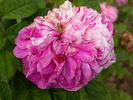 Madame d'Hébray rose photo
