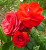 Bastei rose photo