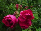Berger's Erfolg rose photo