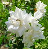 Carte Blanche ® rose photo