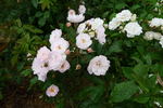 Dentelle de Malines ® rose photo