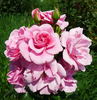 Dornröschenschloss Sababurg rose photo