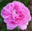 Dr. Hurta rose photo