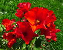 Franz Weber rose photo