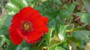 Franz Weber rose photo