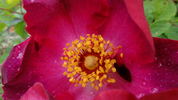 Carabea rose photo