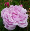 Sidonie rose photo
