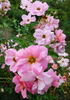 Simon Fraser rose photo