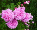 Sultane Favorite rose photo